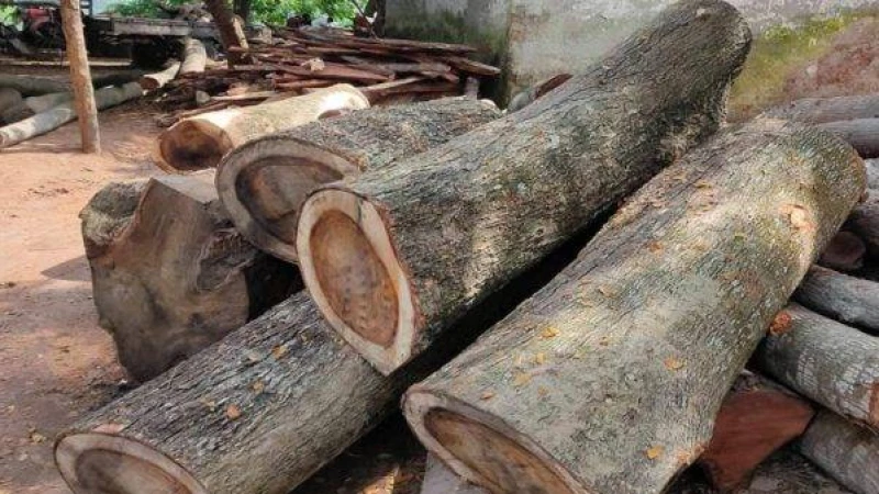 পাবনা-ঈশ্বরদীতে কাটা হচ্ছে জীবিত গাছ মরা গাছ কাটার টেন্ডার পেয়ে