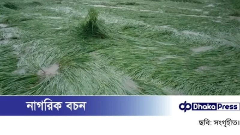 বৃষ্টির পানিতে তলিয়ে গেছে মাঠ, ঝুঁকিতে রোপা আমন ধান
