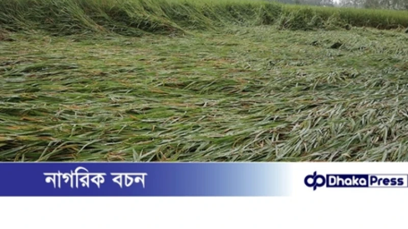 নাগেশ্বরীতে বৃষ্টি-বাতাসে নুয়ে পড়েছে ধান, কৃষকের চোখে চিন্তার ছাপ