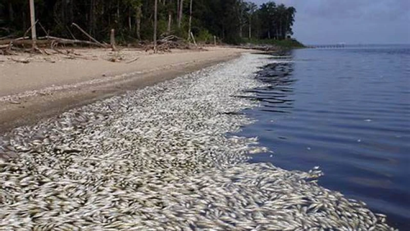 কয়েক হাজার মরা মাছ টেক্সাসের সমুদ্র সৈকতে