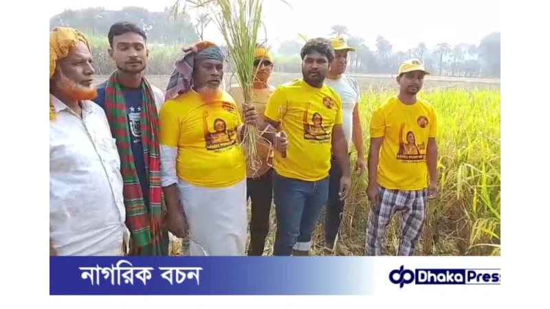 লালপুরে ব্যারিস্টার ফারজানা শারমিন পুতুলের উদ্যোগে ধান কাটা উৎসব অনুষ্ঠিত