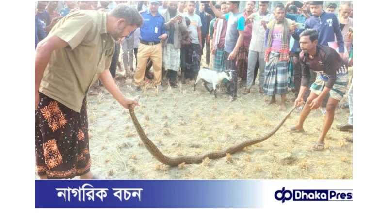 কুড়িগ্রামের ভূরুঙ্গামারীতে ৯ ফুট লম্বা অজগর সাপ উদ্ধার