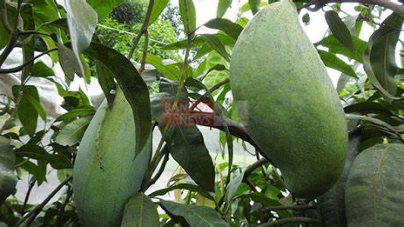 পানছড়িতে ‘ব্রুনাই কিং’ আমের একটির ওজন ৪ কেজি