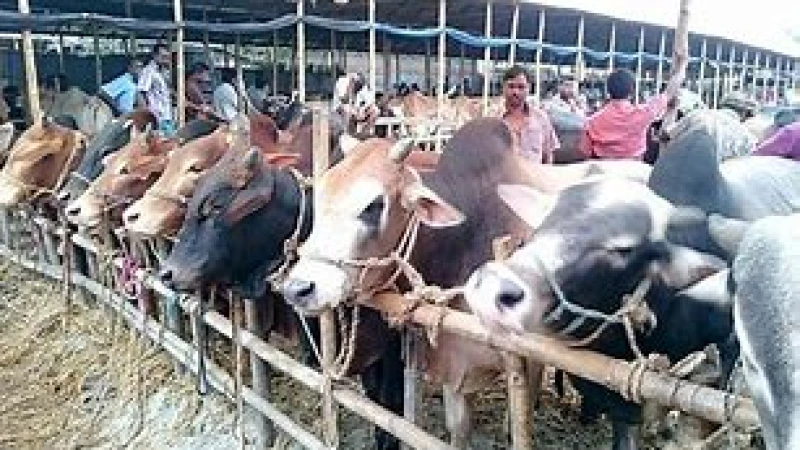 ‘ক্যাশলেস’ লেনদেন ঢাকা ও চট্টগ্রামের ১০টি পশুর হাটে