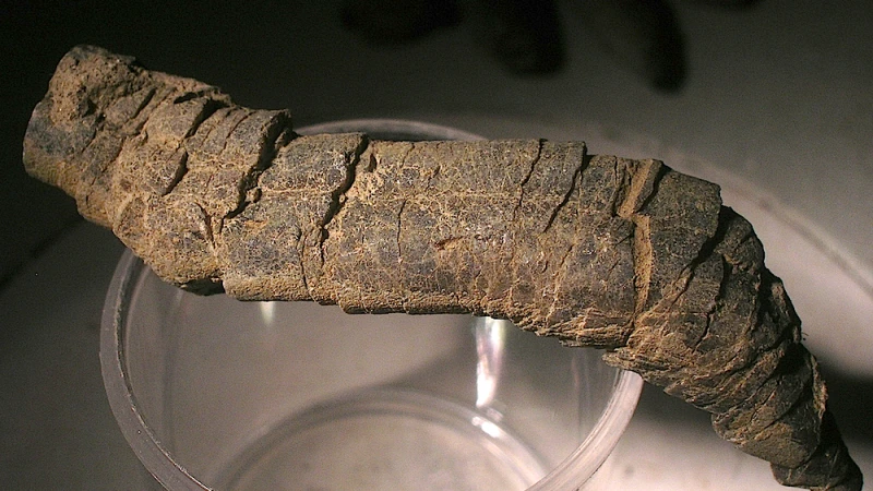 চিলিতে দক্ষিণ গোলার্ধে আবিষ্কৃত হয়েছে চিলিতে তৃণভোজী ডাইনোসরের দেহাবশেষ