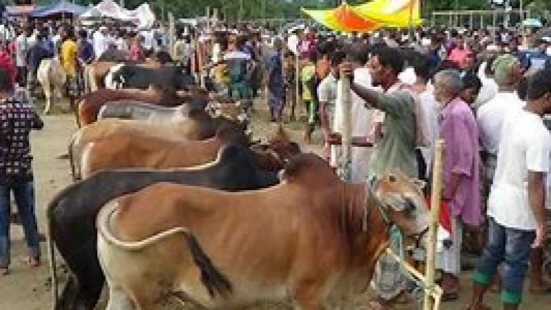 আনোয়ারা তৈলারদ্বীপ সরকার হাটে উঠল কোরবানির পশু