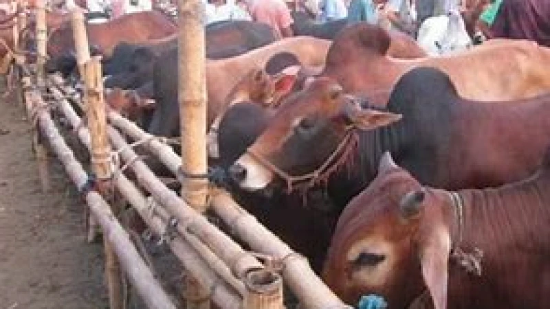 কোরবানির জন্য প্রস্তুত ৯ হাজার পশু আমতলীতে