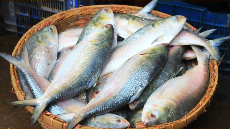 এবার পহেলা বৈশাখে ভারতে ইলিশ যাবে কি না, জানালেন মন্ত্রী