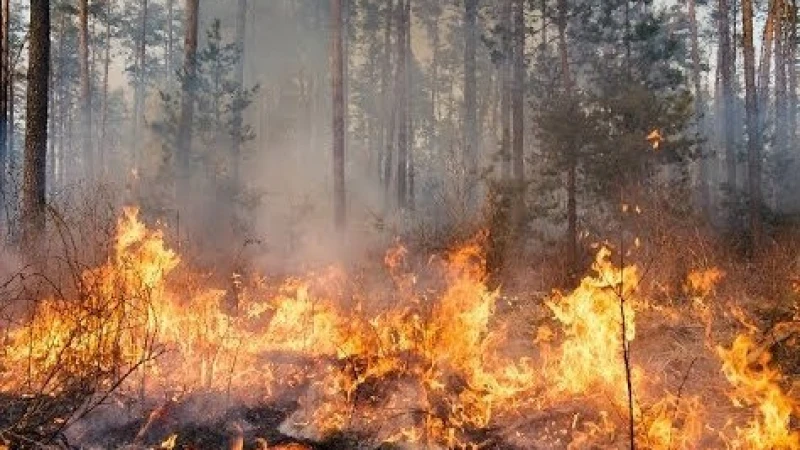 কানাডায় ১ কোটি হেক্টরেরও বেশি এলাকা পুড়লো দাবানলে