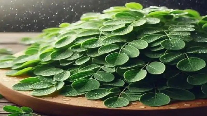 পানির ৯৮ শতাংশ দূষণ দূর করবে সজনে গাছ, বলছে গবেষণা