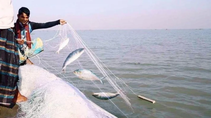 ভোলায় জেলেদের জালে ধরা পড়ছে রুপালি ইলিশ