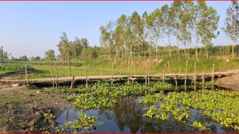 কুড়িগ্রামে সেতু সংকটে ৩০ হাজার মানুষের দুর্ভোগ, মানববন্ধনে স্থায়ী সমাধানের দাবি