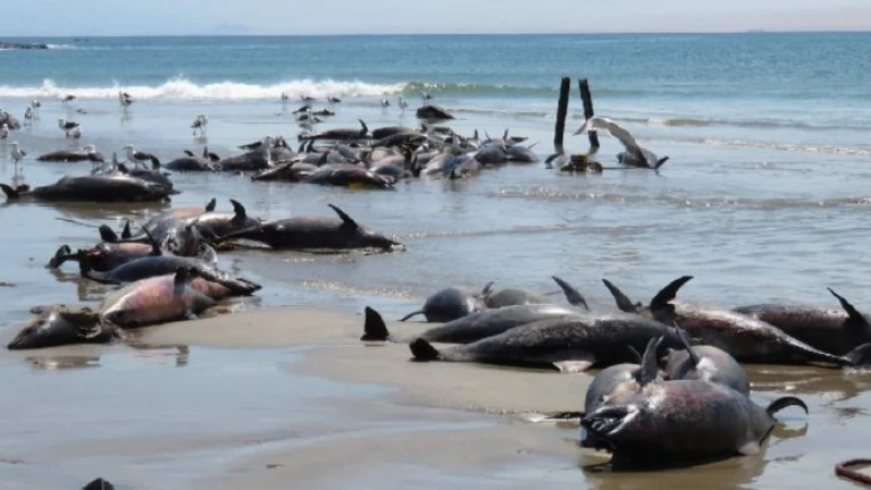 স্কটল্যান্ডের একটি দ্বীপের সমুদ্র সৈকতে অন্তত ৫০টি ডলফিনের মৃত্যু