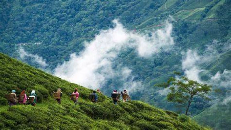 দার্জিলিং টিলায় ভ্রমন
