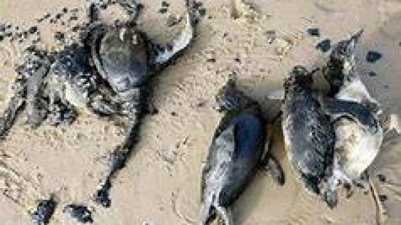 উরুগুয়ের পূর্ব উপকূলে ২ হাজার মৃত পেঙ্গুইন