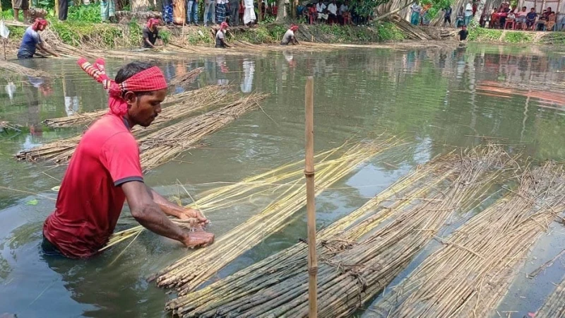 কাজিপুরে পাটের বাম্পার ফলন, হাসি ফুটেছে কৃষকের মুখে