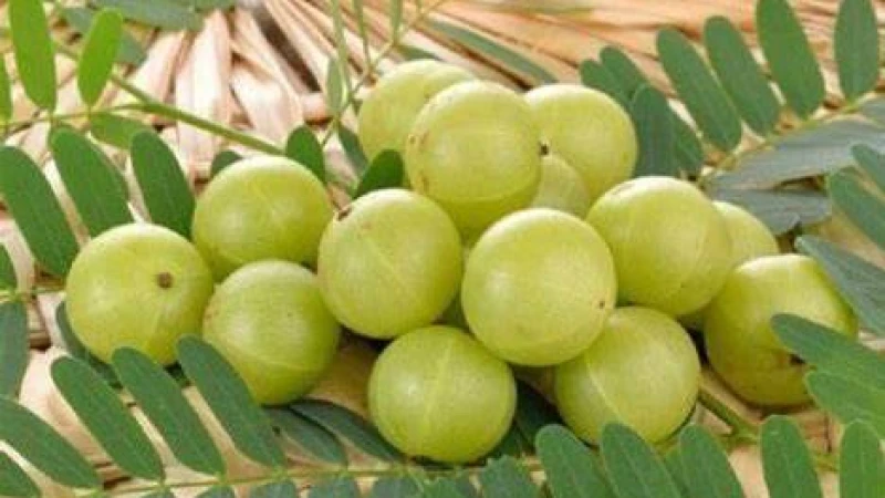 আমলকীর উপকারিতা