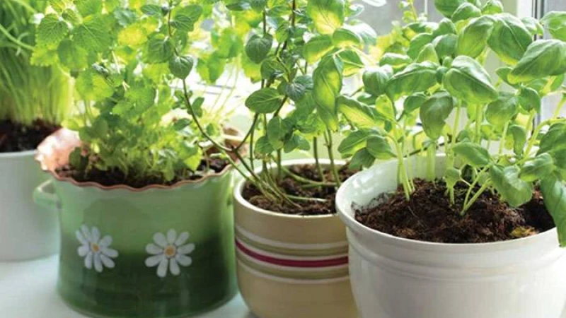 উপকারী ভেষজ চাষ হোক বারান্দায়