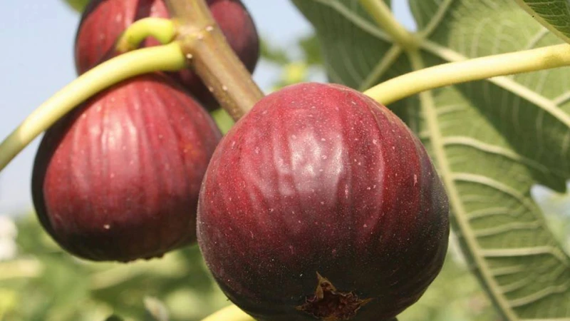 মধুর ফল ত্বিন