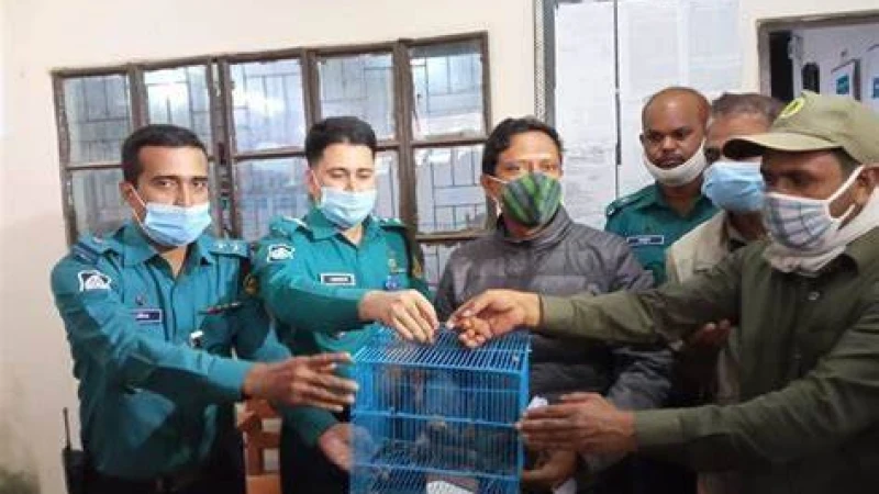 নাটোরের বাগাতিপাড়ায় ২টি তক্ষক ও নগদ অর্থসহ আটক ২ জন