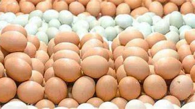 বাজারে ডিমের দাম বেড়ে ডজন প্রতি দেড় শ ছাড়াল