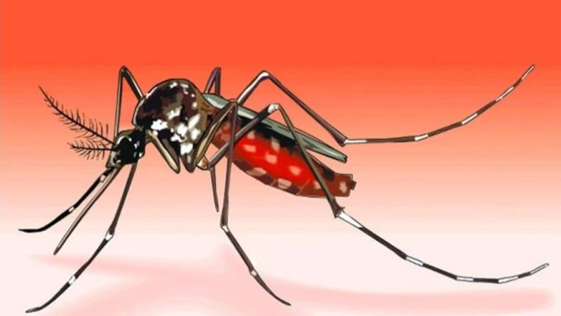 ডেঙ্গু জ্বর প্রতিকারের পর করণীয়