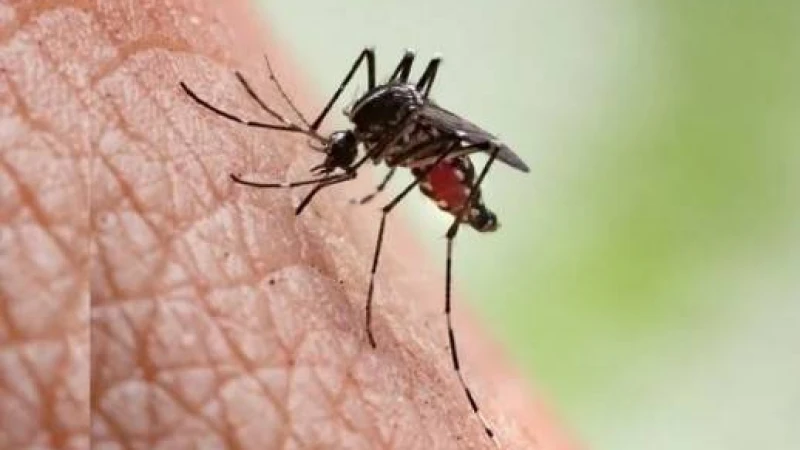 মশার কামড় থেকে বাঁচার  নানা পদ্ধতি