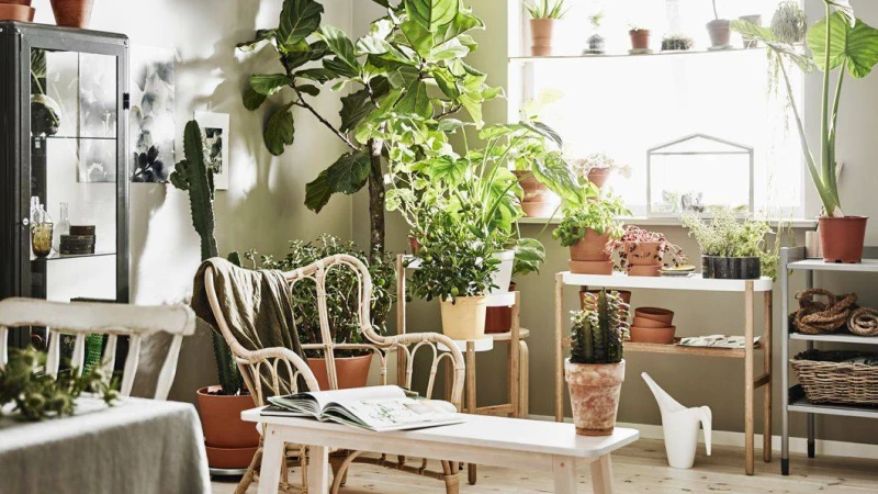 ঘরের ভেতর গাছ রাখার ৫ উপকারিতা