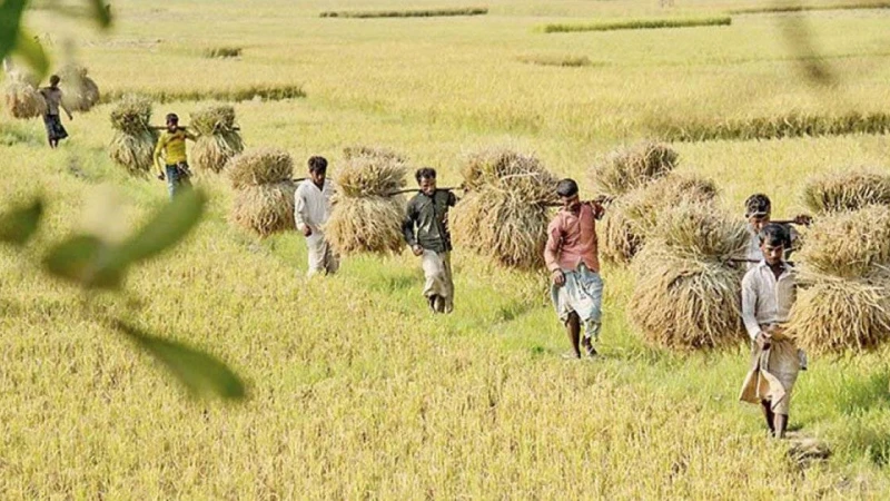 দ্বিগুণ মজুরি দিয়েও ধান কাটতে  শ্রমিক পাচ্ছে না বরগুনার বেতাগীর কৃষকরা