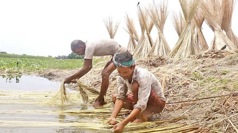 পাটের উৎপাদন খরচ বাড়লেও দাম বাড়েনি