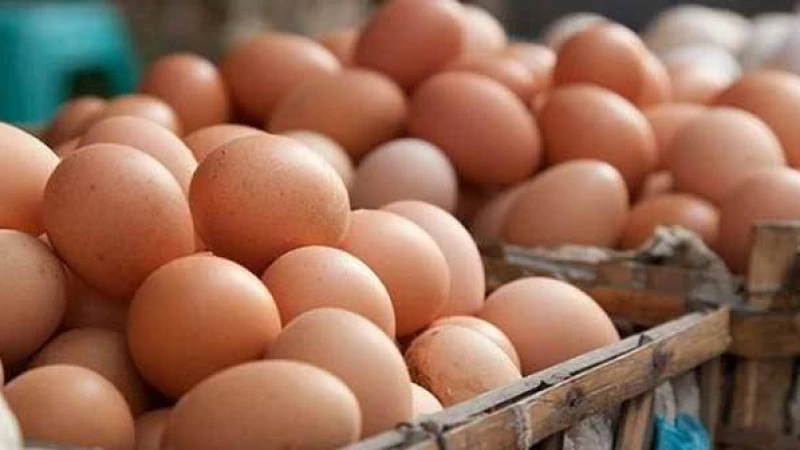 ডিমের মূল্য এত দ্ধির পেয়েছে কেন?