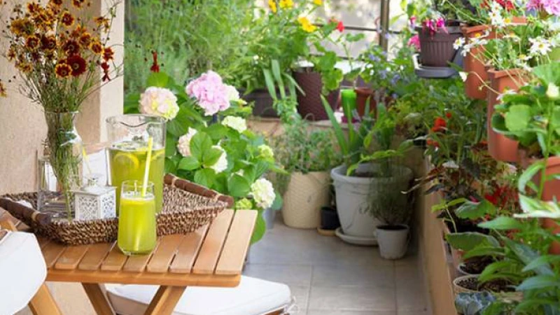 বারান্দার গাছে বৃষ্টির দিনে পানি দেওয়ার প্রয়োজন আছে কি?