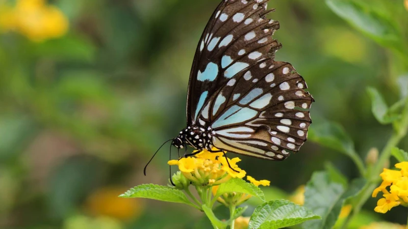 বাংলাদেশে প্রজাপতির যত বাহার
