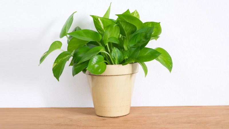 যেভাবে মানিপ্ল্যান্ট গাছ লাগাবেন