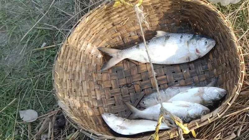 চট্টগ্রামের মিরসরাইয়ে মিলছে না ইলিশ সাগর ও নদীতে, দেড় হাজার জেলেদের দুর্দিন