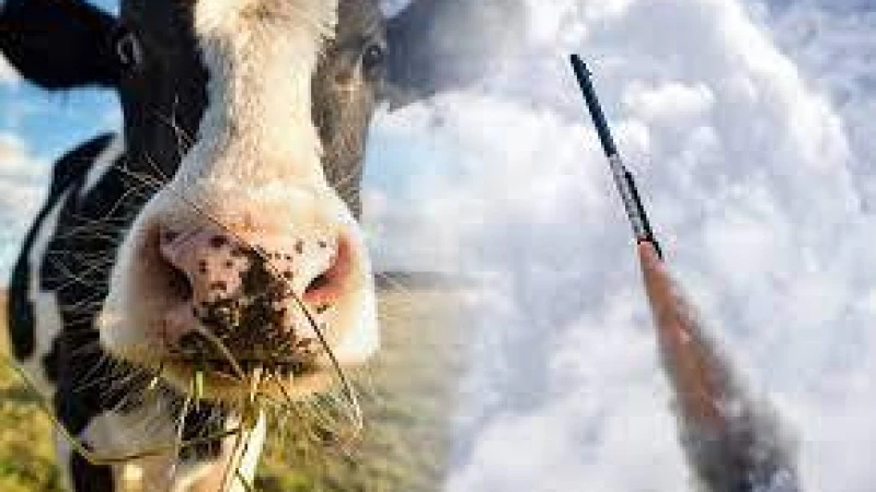 গরুর বর্জ্যকে রকেটের জ্বালানিতে রূপান্তর করবে জাপানি কম্পানি