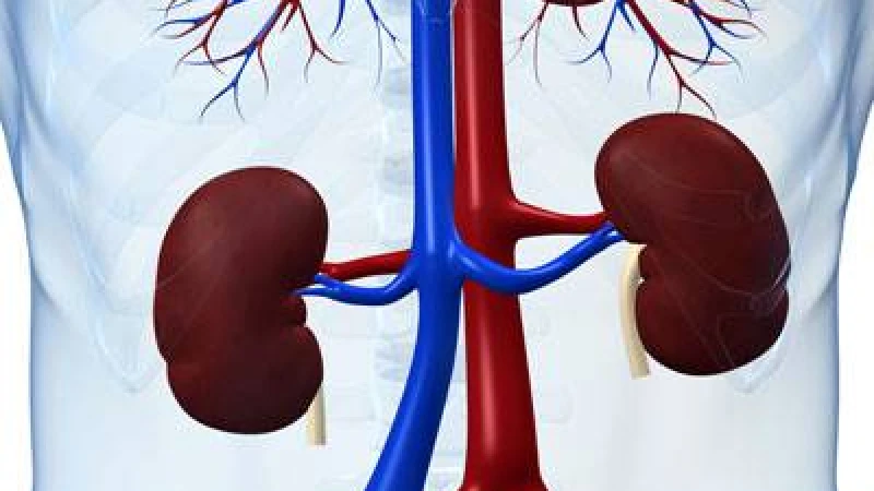 ‘কিডনি বাজার’ নাটোরের গুরুদাসপুর, দরদাম এলাকায় প্রতিস্থাপন ভারতে