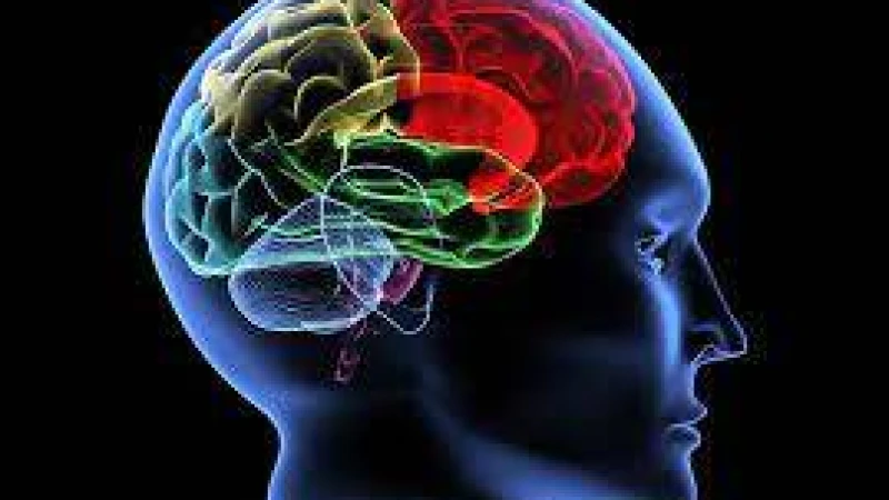 মস্তিষ্কের কর্মক্ষমতা বাড়াতে করণীয়
