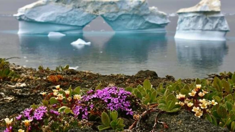 অ্যান্টার্কটিকায় উদ্ভিদের প্রসার