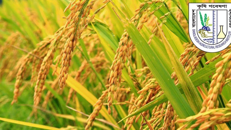 কৃষি গবেষণা ইনস্টিটিউটে আবেদন শেষ আগামী শনিবার