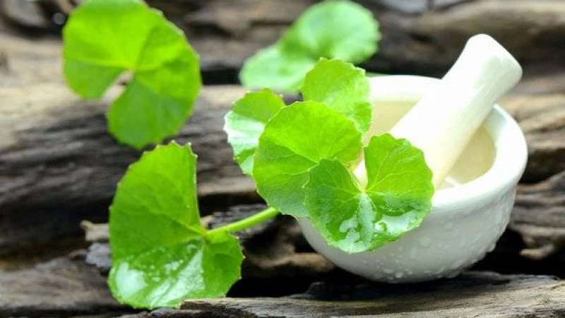 স্মৃতিশক্তি বৃদ্ধিতে থানকুনি পাতা