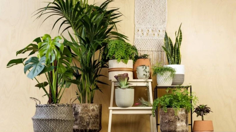 ঘর সাজানোর ইনডোর প্লান্ট