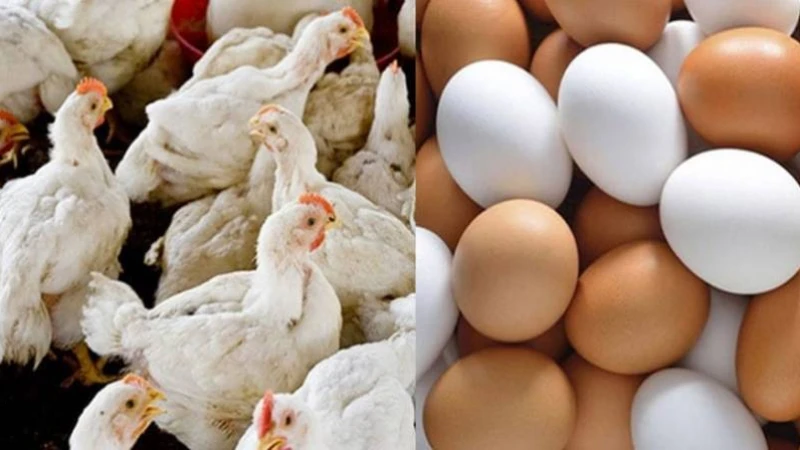 আবারও বেড়েছে ডিম ও ব্রয়লার মুরগির দাম