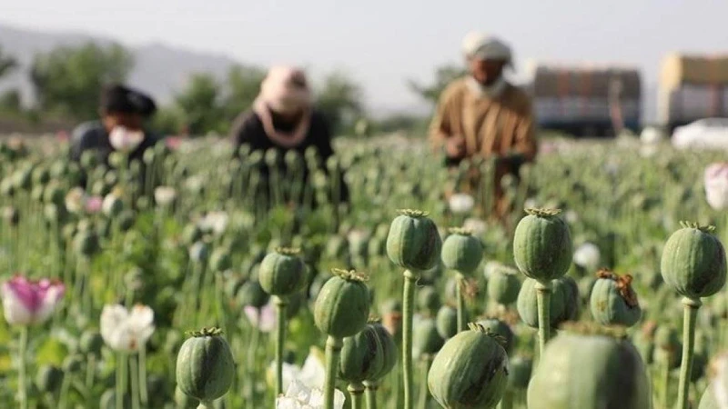 আফিম উৎপাদনে শীর্ষস্থানে মিয়ানমার