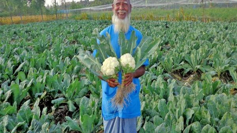শীতকালীন সবজির বাম্পার ফলনে যশোরের চাষিদের মুখে হাসি