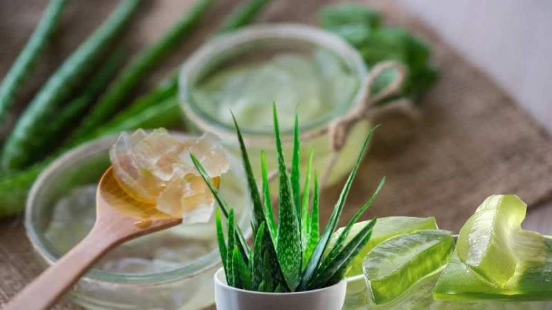 শীতে ত্বক আর চুলের যত্নে অ্যালোভেরা