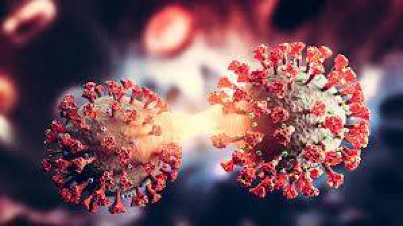 ২৪ ঘণ্টায় ১৯ জনের করোনা শনাক্ত