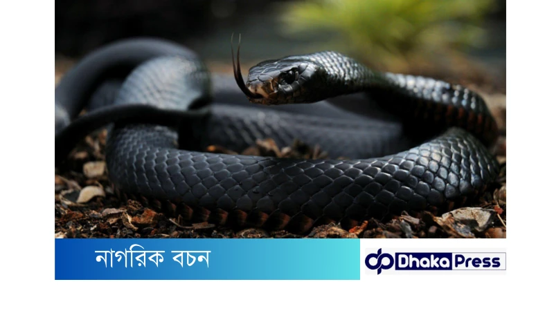 পৃথিবীর ভয়ংকর ১০ টি সাপ