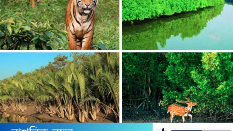 সুন্দরবন : প্রকৃতির এক অপার বিস্ময়