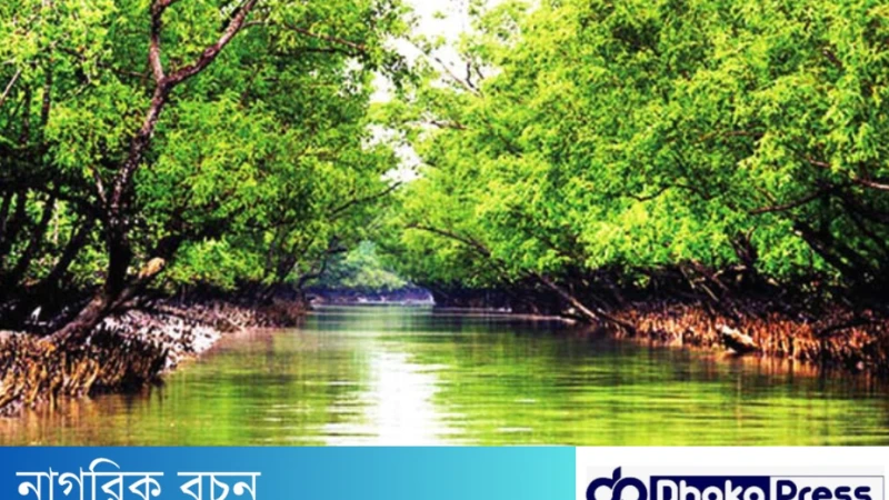 সুন্দরবনকে কেন ম্যানগ্রোভ বন বলা হয় ?